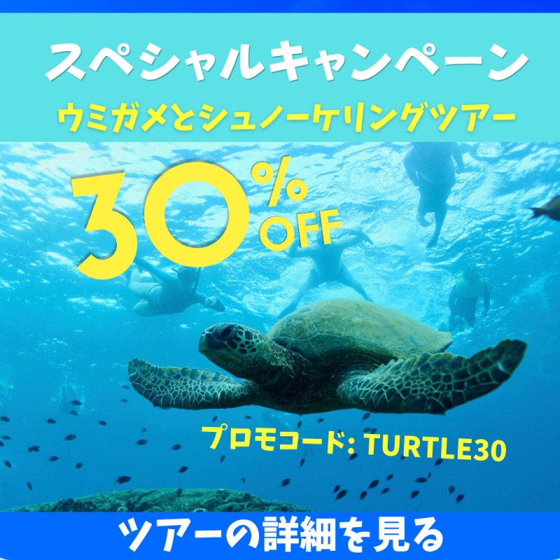 海亀とシュノーケリング