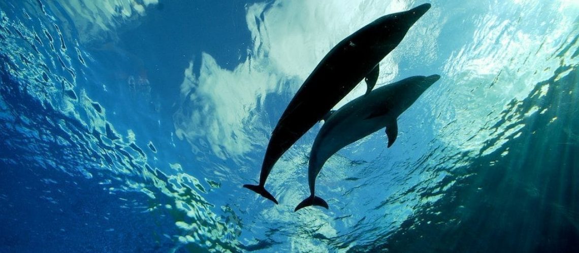 How Much Is Does It Cost To Swim With Dolphins In Hawaii And You Dolphins In Ocean