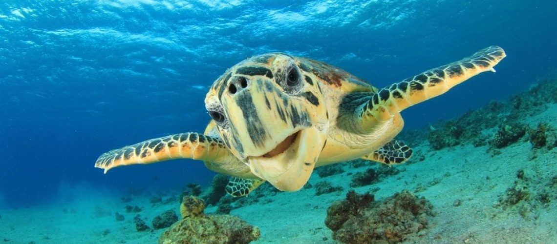 The Hottest Spots To See Sea Turtles In Hawaii And You Creations Hawaiian Green Sea Turtle