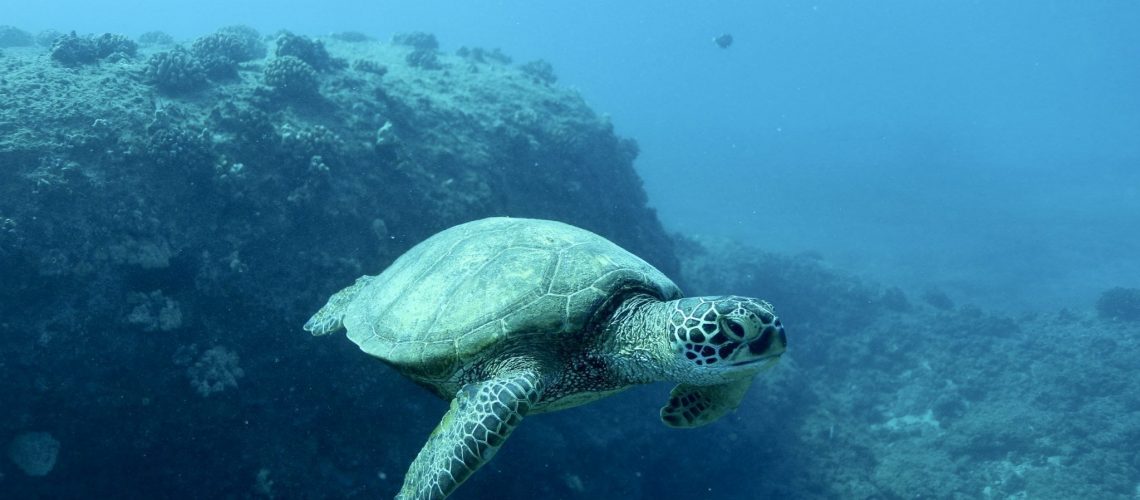 Explore Hawaii Makua Beach Valley And Cave Dolphins You Explore Hawaii Makua